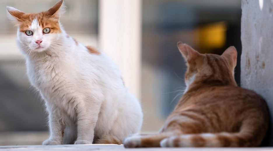 How Long Should a Stray Cat be Quarantined?