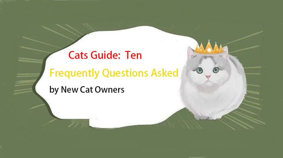 10 Frequently Questions Asked by New Cat Owners