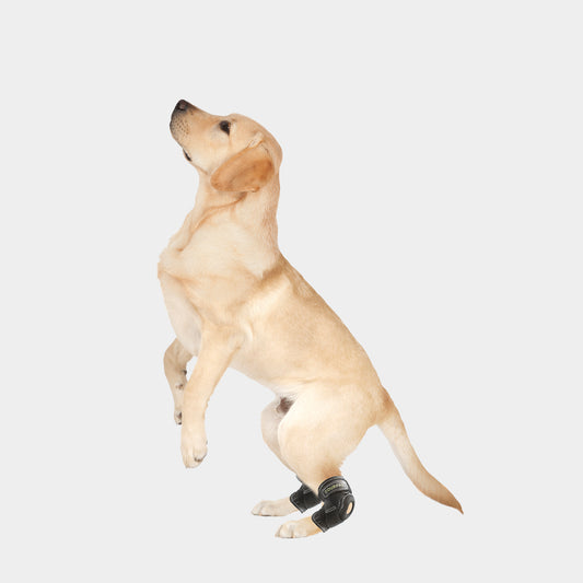 Dog knee brace