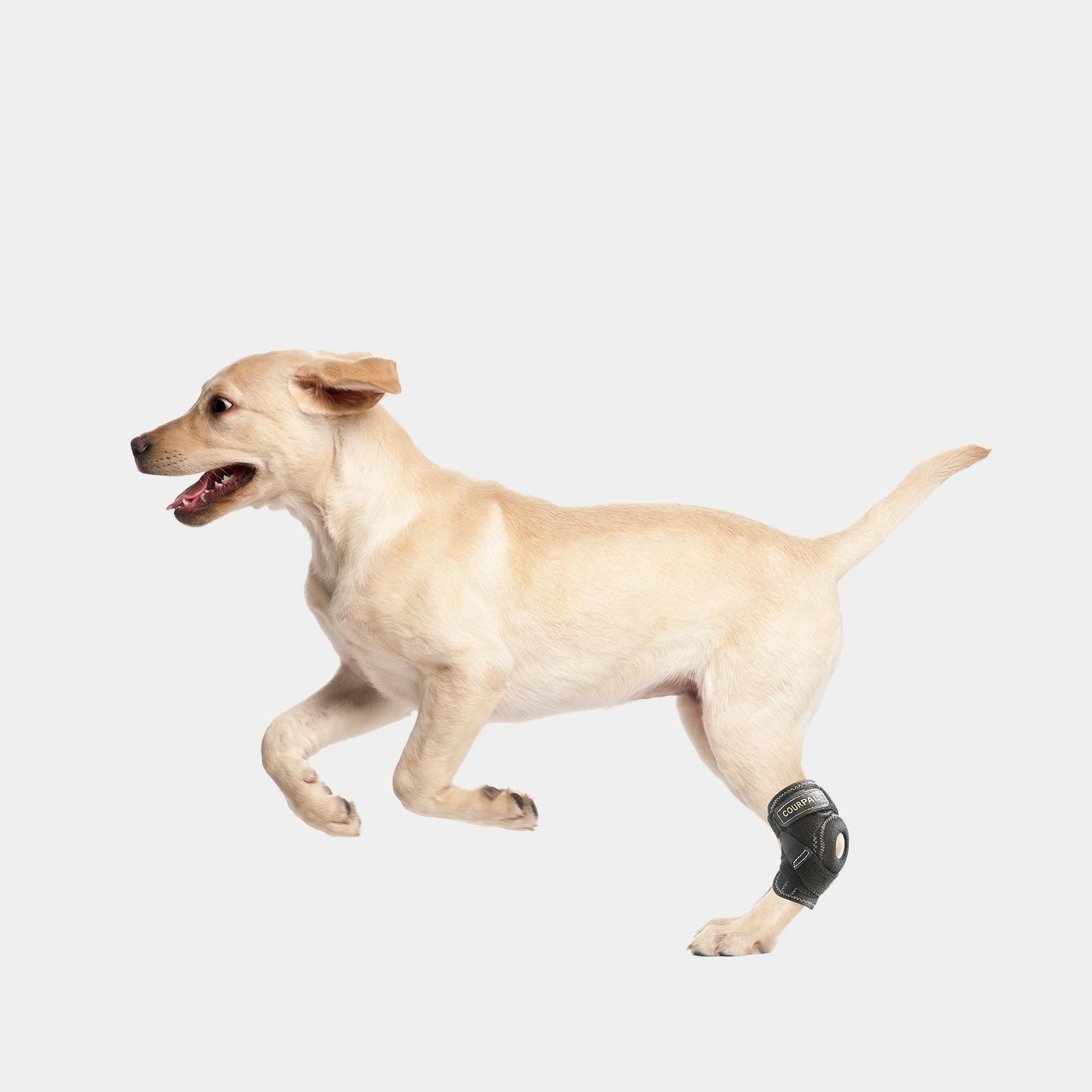 Dog knee brace